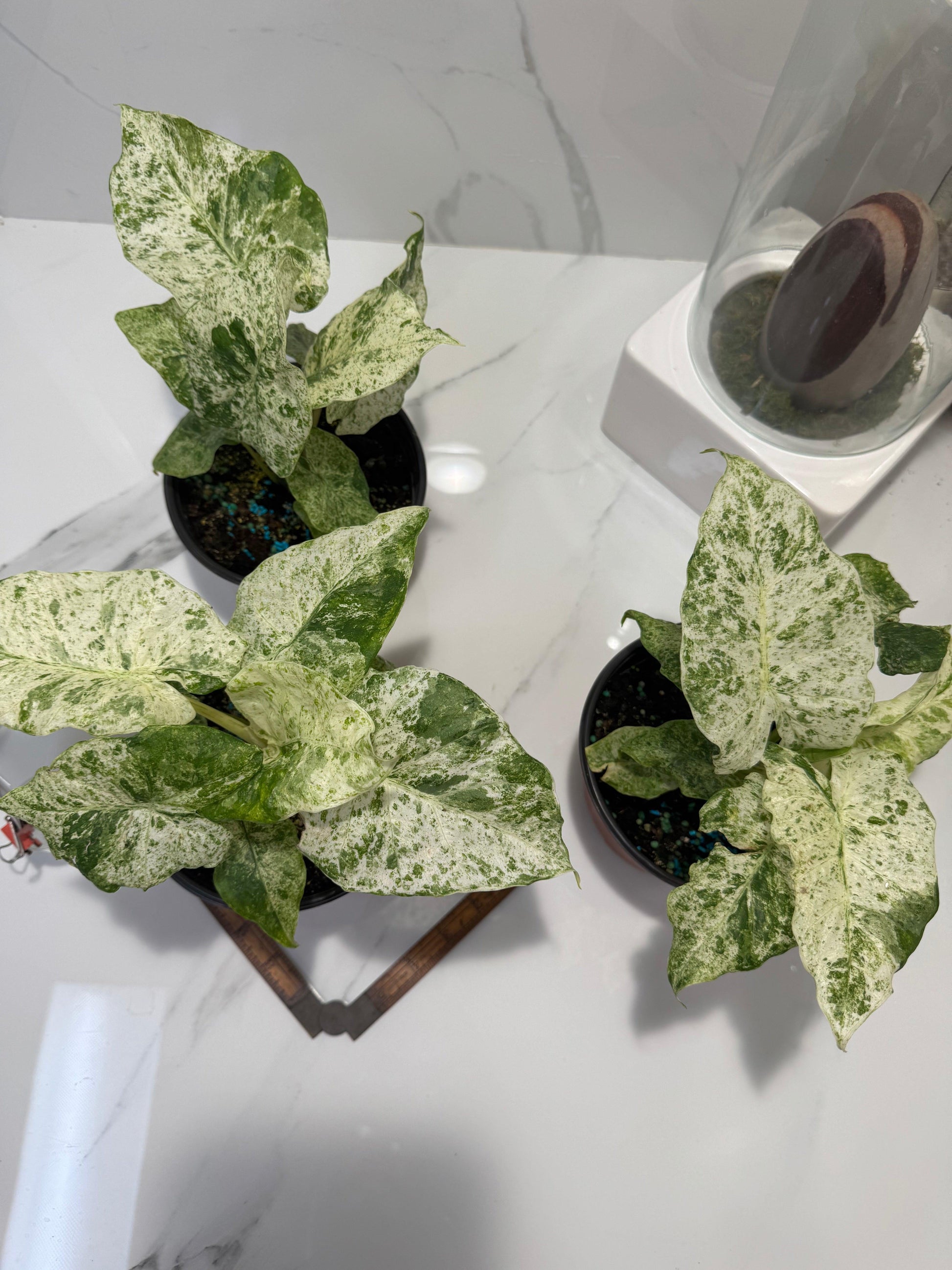 Alocasia 'blizzard' - View 7 from www redcrocus com