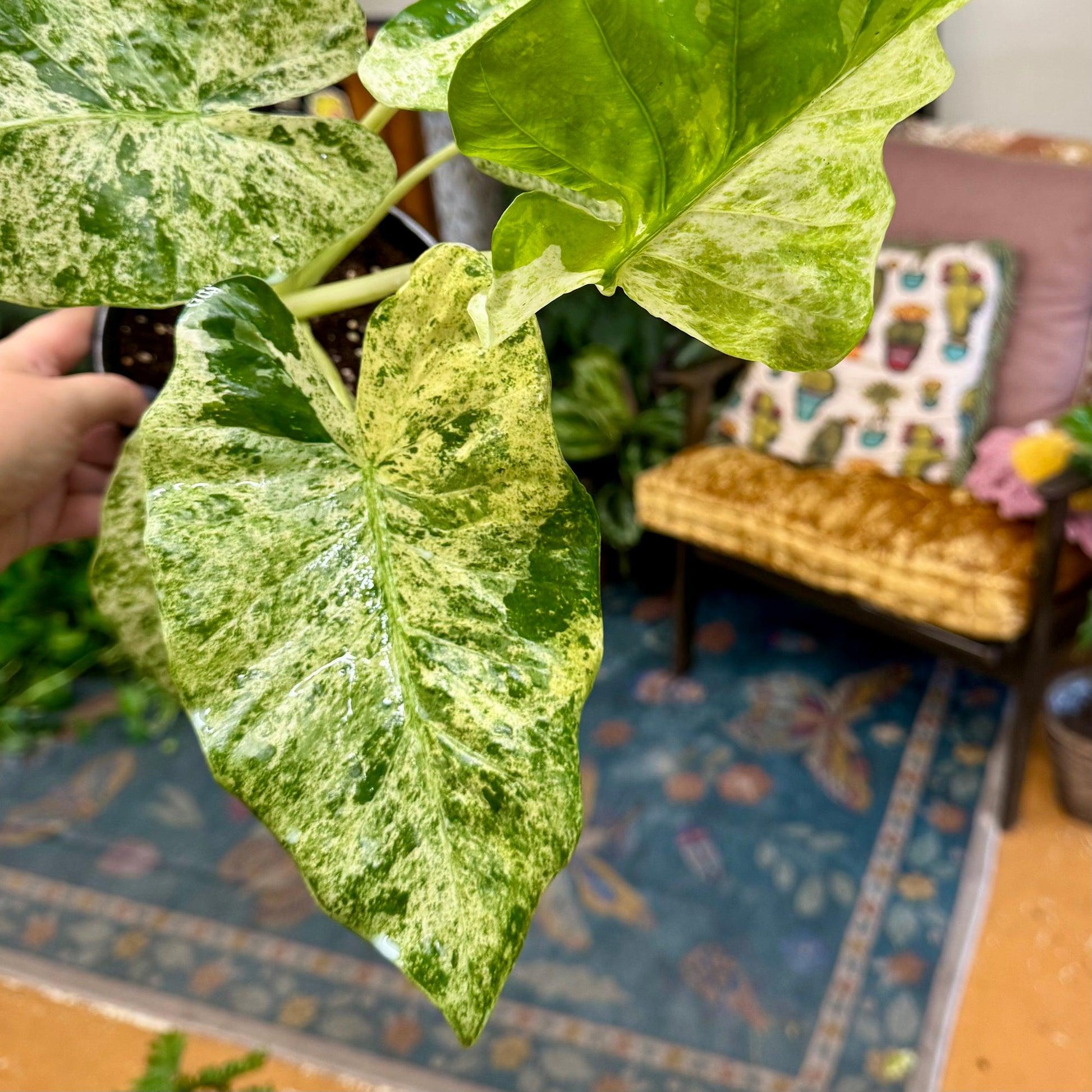 Alocasia 'blizzard' - View 8 from www redcrocus com