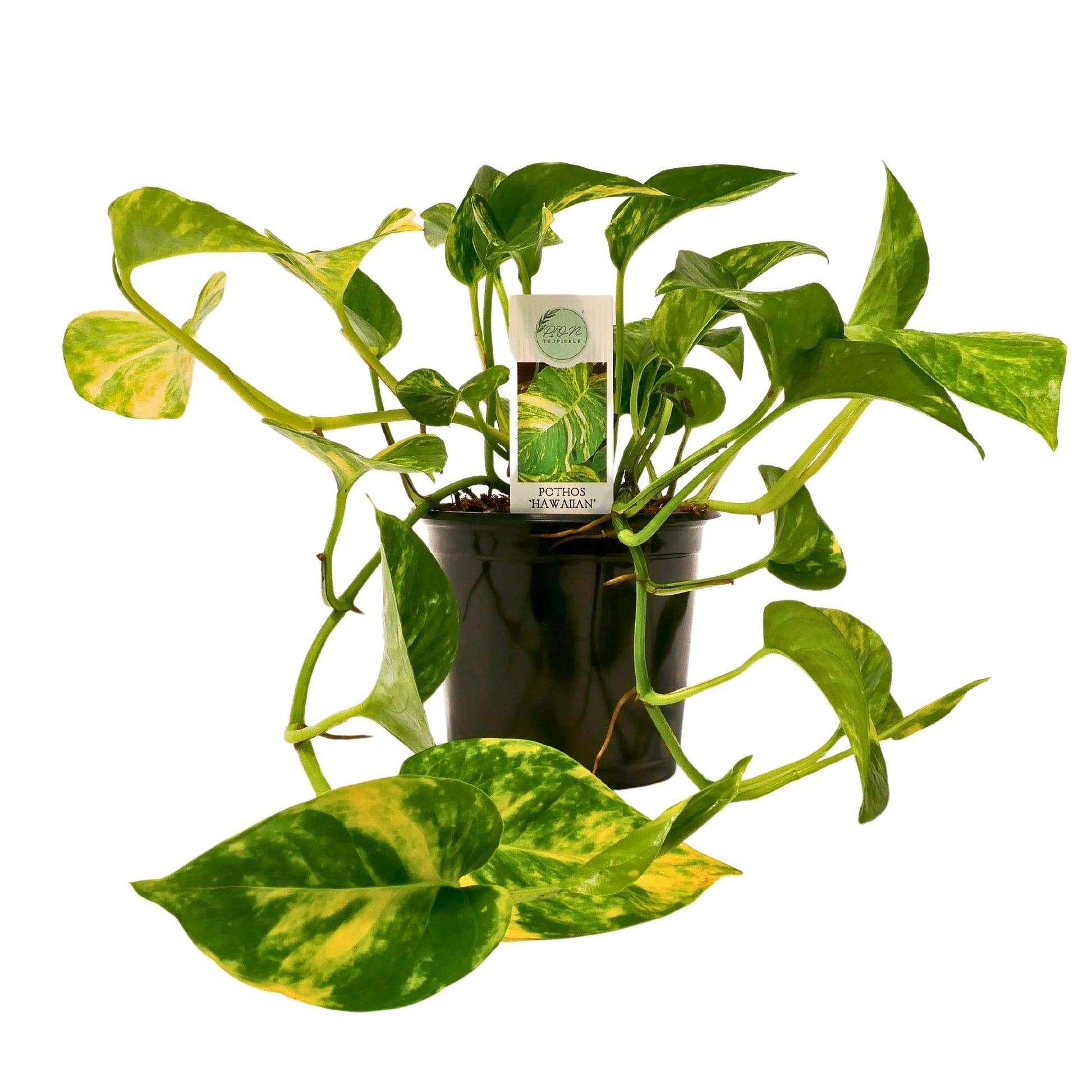 Pothos, Epipremnum 'hawaiian' - View 10 from www redcrocus com