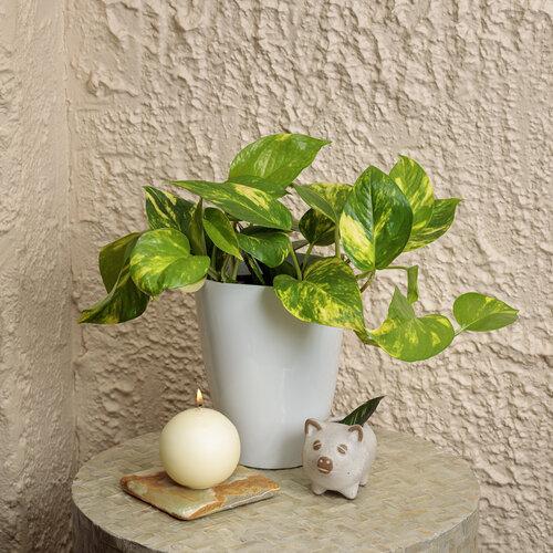 Pothos, Epipremnum 'hawaiian' - View 12 from www redcrocus com