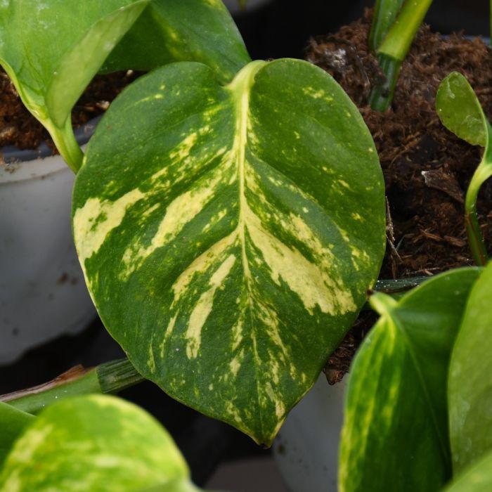 Pothos, Epipremnum 'hawaiian' - View 13 from www redcrocus com