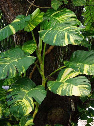 Pothos, Epipremnum 'hawaiian' - View 16 from www redcrocus com
