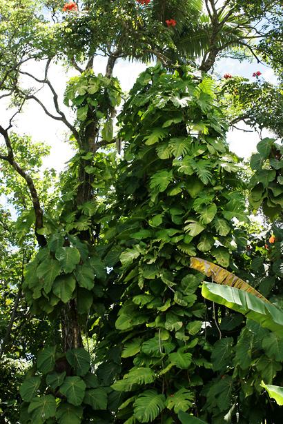Pothos, Epipremnum 'hawaiian' - View 17 from www redcrocus com