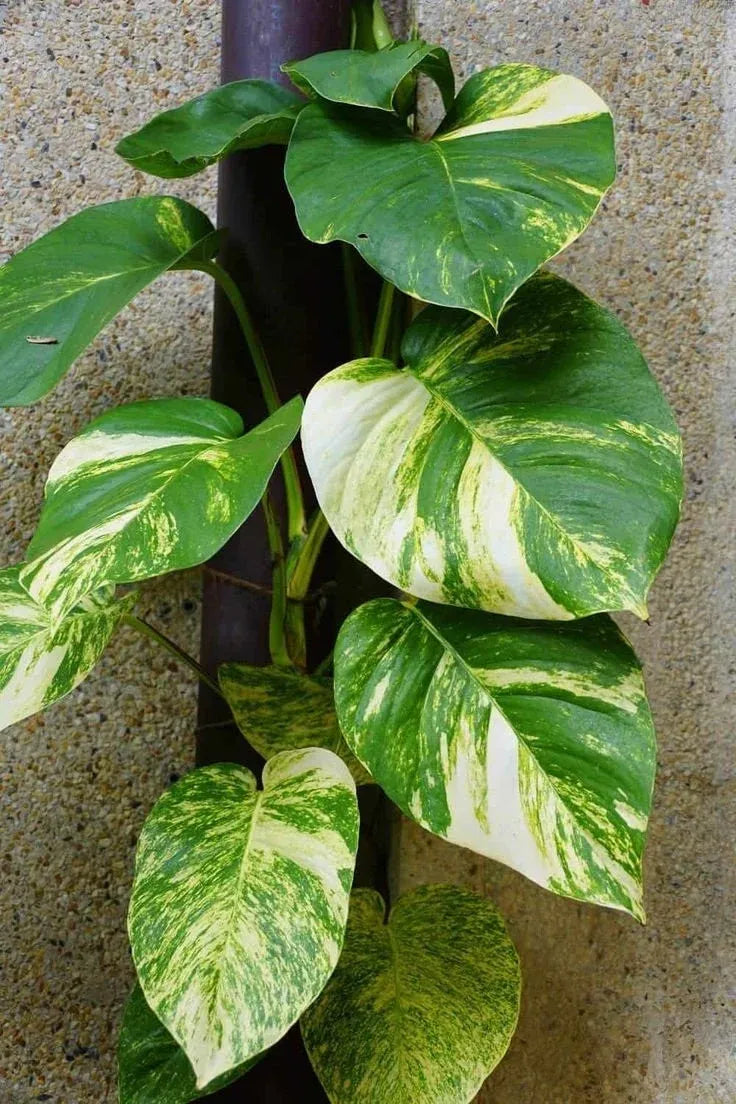Pothos, Epipremnum 'hawaiian' - View 18 from www redcrocus com