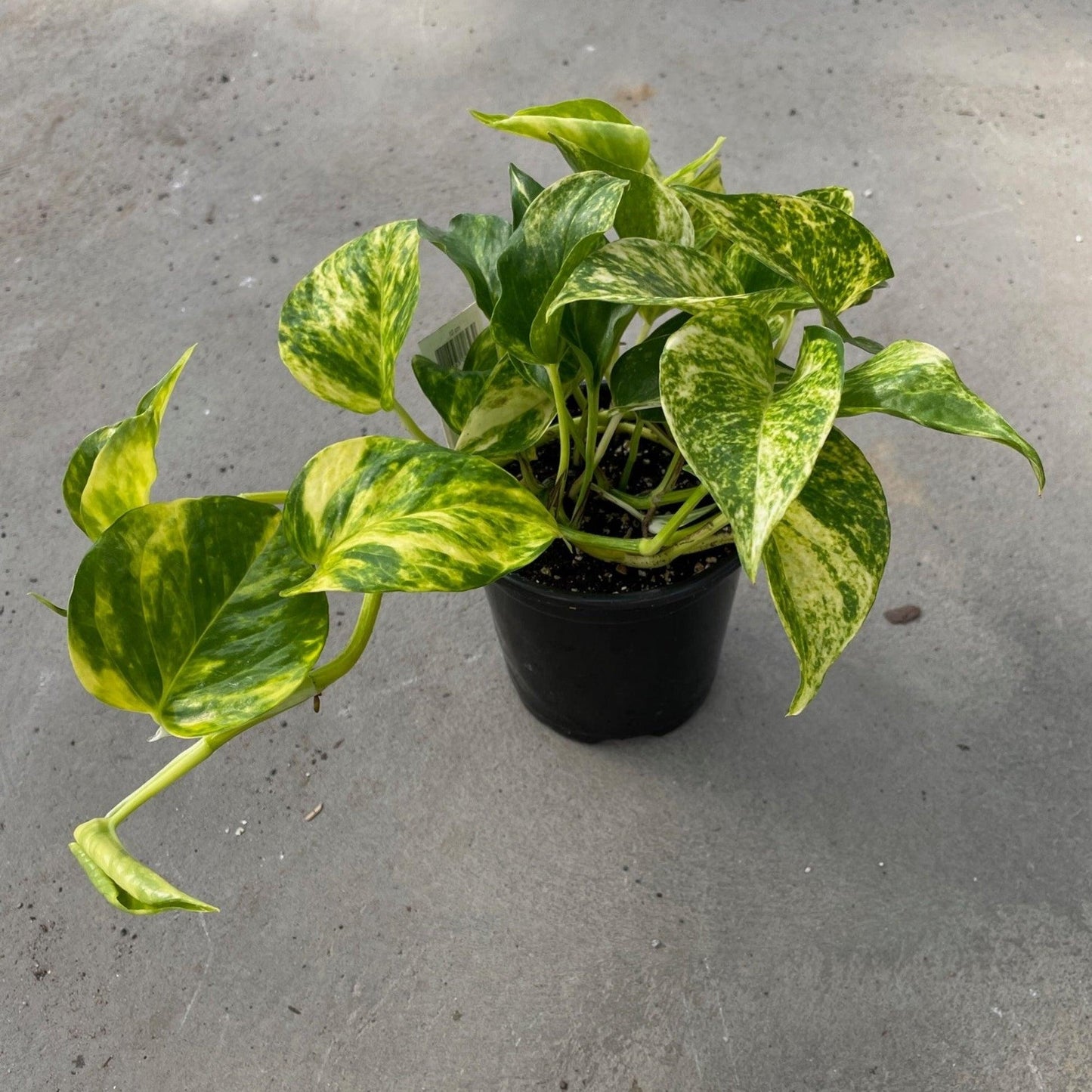 Pothos, Epipremnum 'hawaiian' - View 1 from www redcrocus com