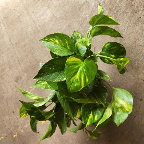 Pothos, Epipremnum 'hawaiian' - View 20 from www redcrocus com