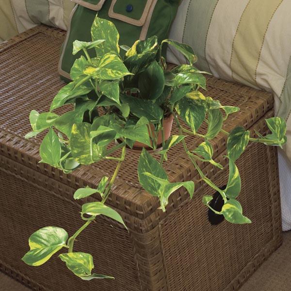 Pothos, Epipremnum 'hawaiian' - View 23 from www redcrocus com