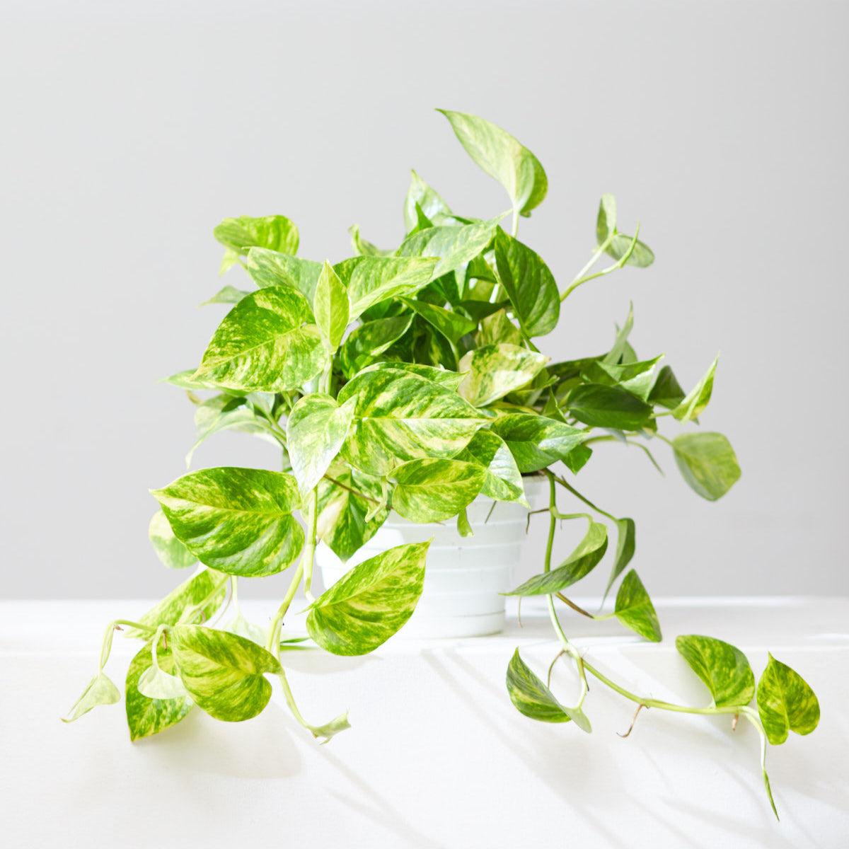 Pothos, Epipremnum 'hawaiian' - View 26 from www redcrocus com