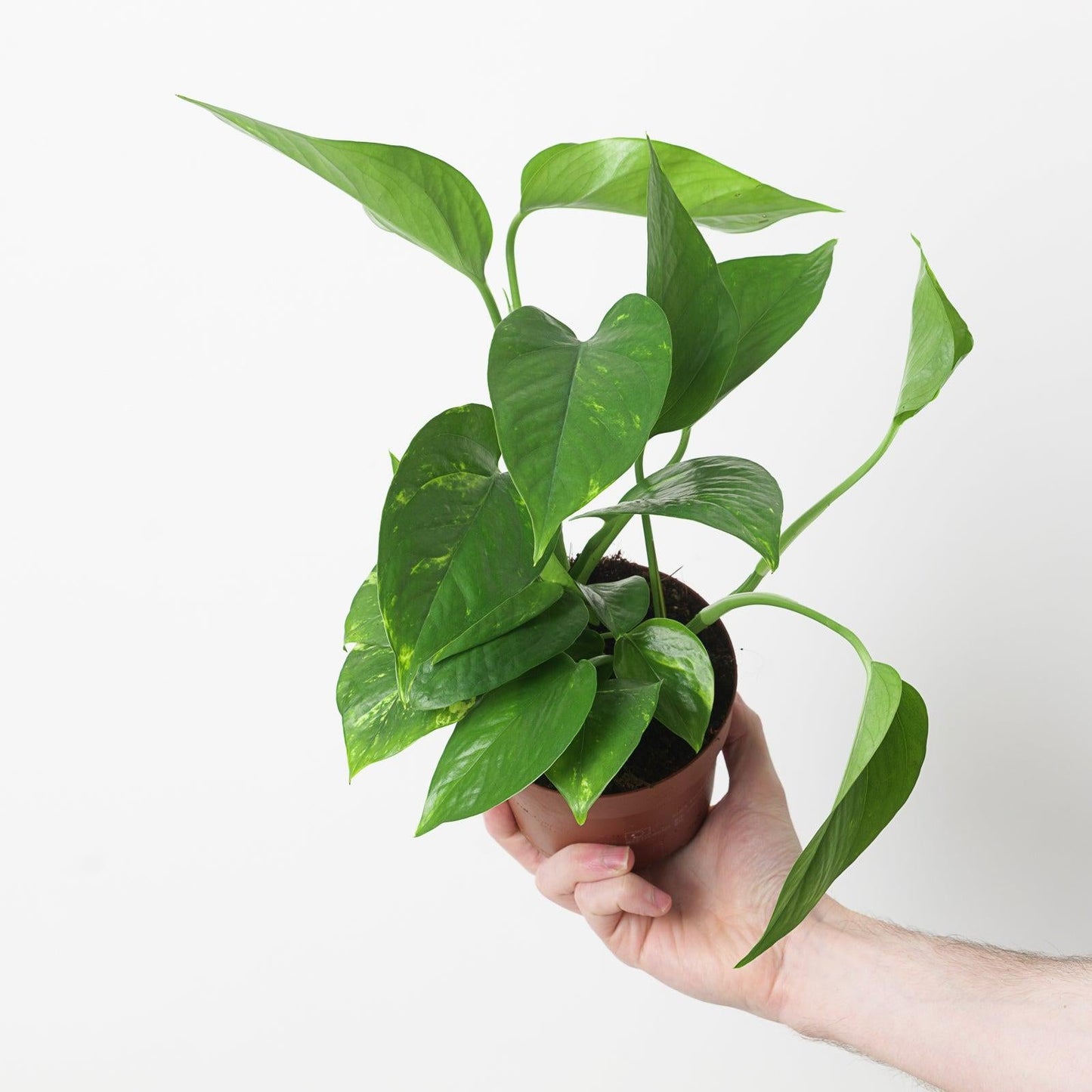 Pothos, Epipremnum 'hawaiian' - View 27 from www redcrocus com