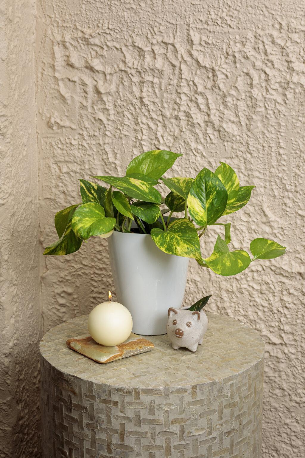 Pothos, Epipremnum 'hawaiian' - View 28 from www redcrocus com