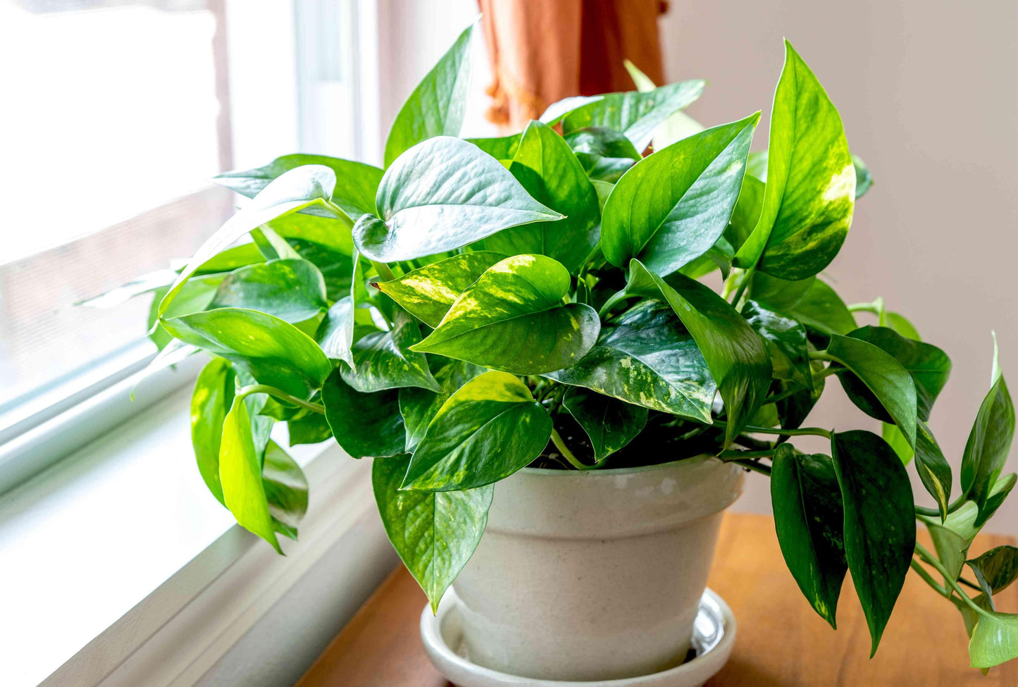 Pothos, Epipremnum 'hawaiian' - View 30 from www redcrocus com