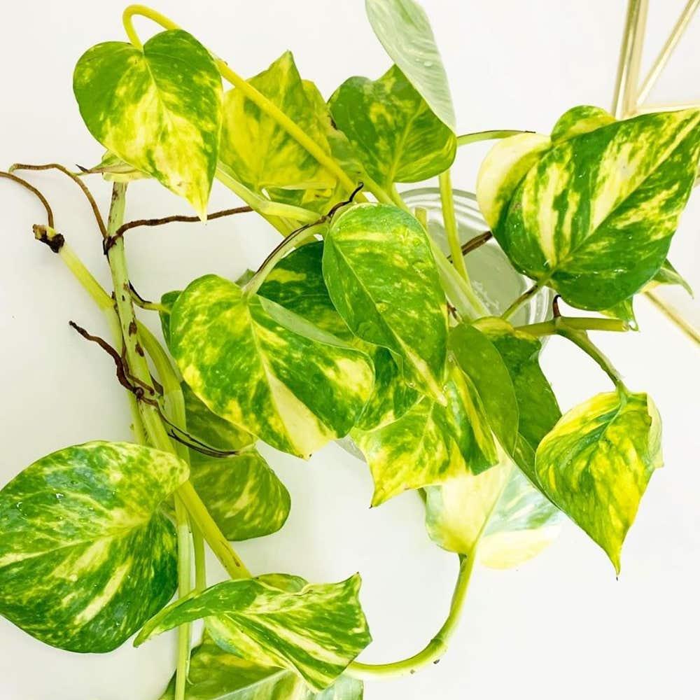 Pothos, Epipremnum 'hawaiian' - View 32 from www redcrocus com