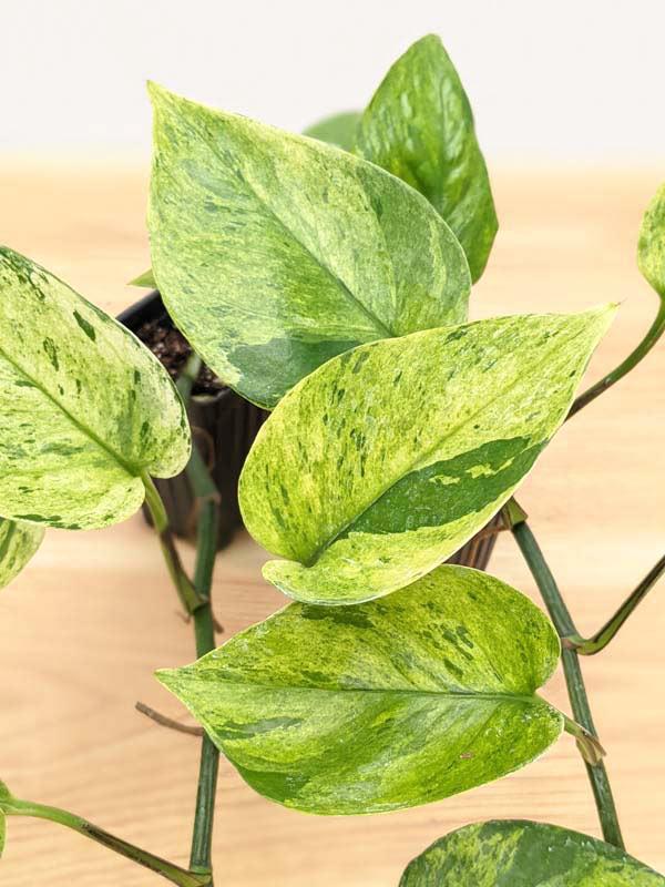 Pothos, Epipremnum 'hawaiian' - View 35 from www redcrocus com