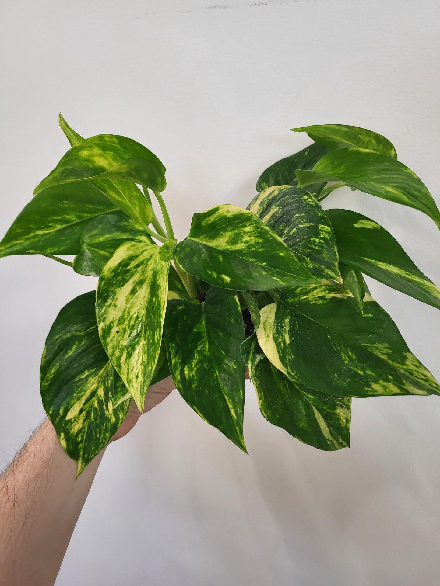 Pothos, Epipremnum 'hawaiian' - View 38 from www redcrocus com