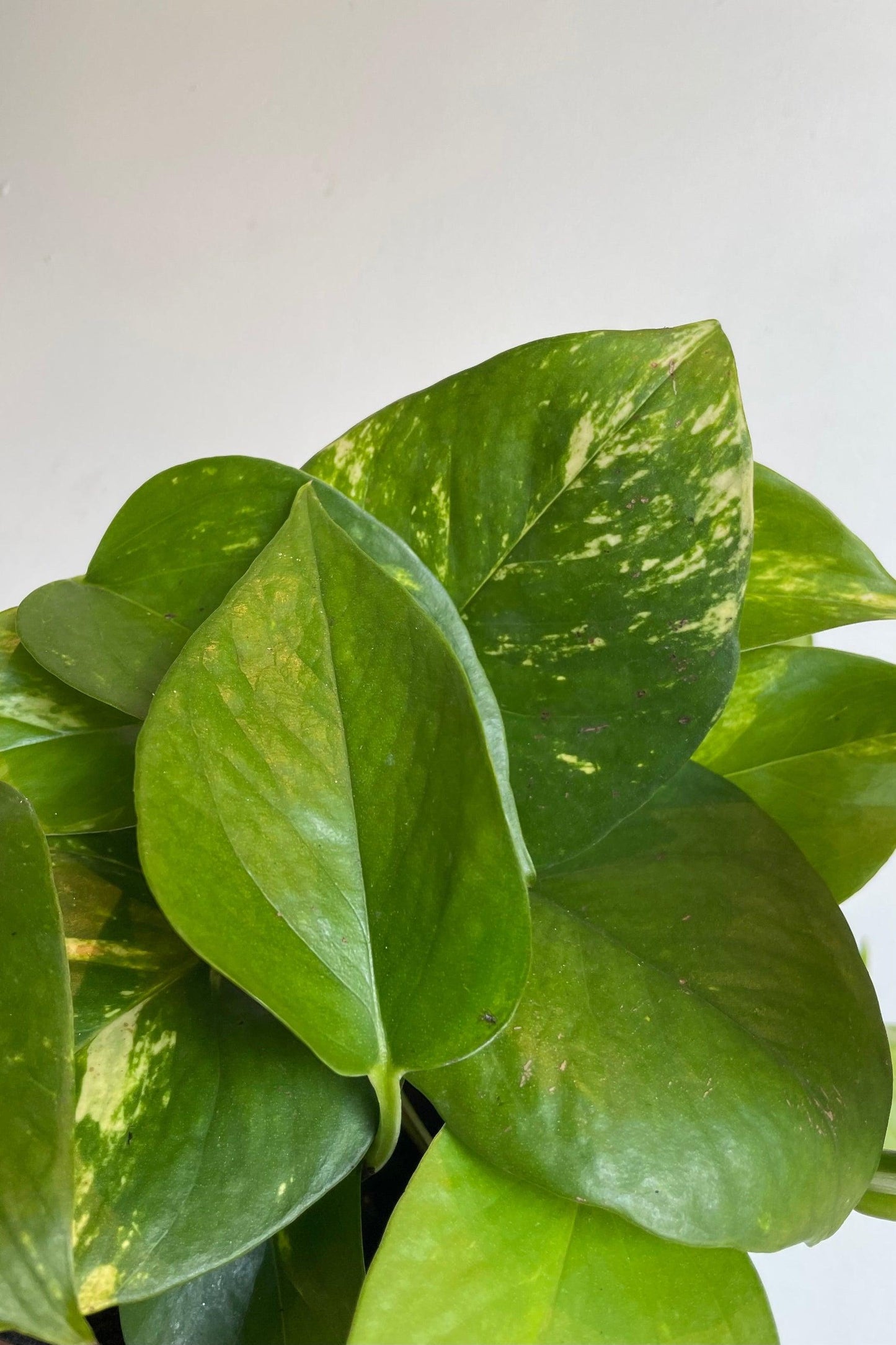Pothos, Epipremnum 'hawaiian' - View 39 from www redcrocus com
