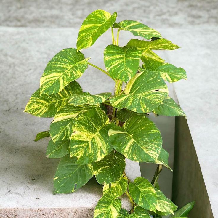 Pothos, Epipremnum 'hawaiian' - View 3 from www redcrocus com