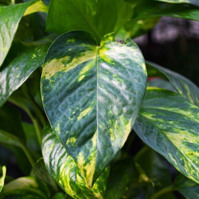 Pothos, Epipremnum 'hawaiian' - View 7 from www redcrocus com