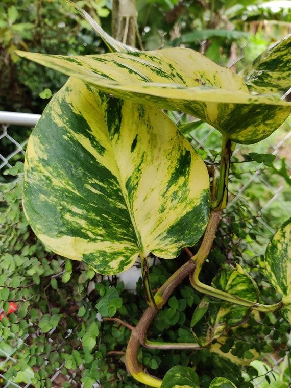Pothos, Epipremnum 'hawaiian' - View 8 from www redcrocus com