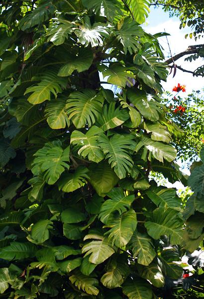 Pothos, Epipremnum 'hawaiian' - View 9 from www redcrocus com