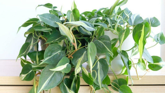 Philodendron 'rio' - View 11 from www redcrocus com