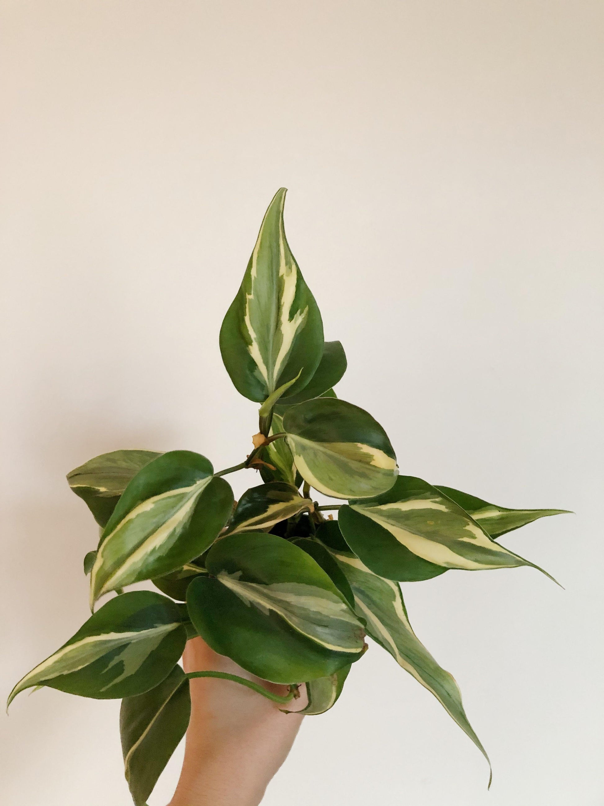 Philodendron 'rio' - View 12 from www redcrocus com