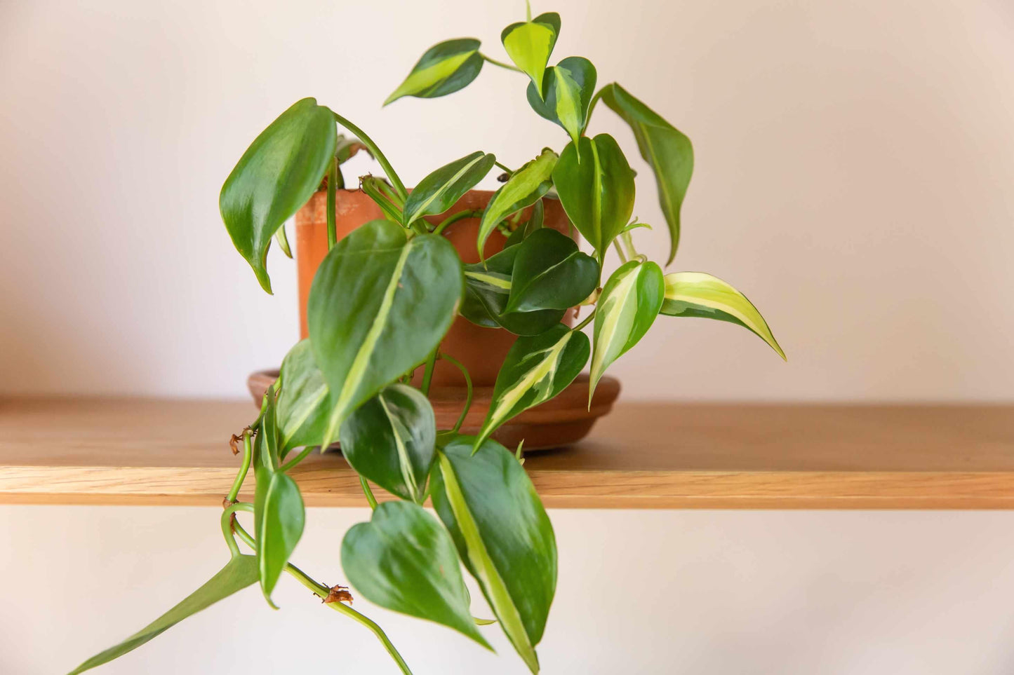 Philodendron 'rio' - View 14 from www redcrocus com