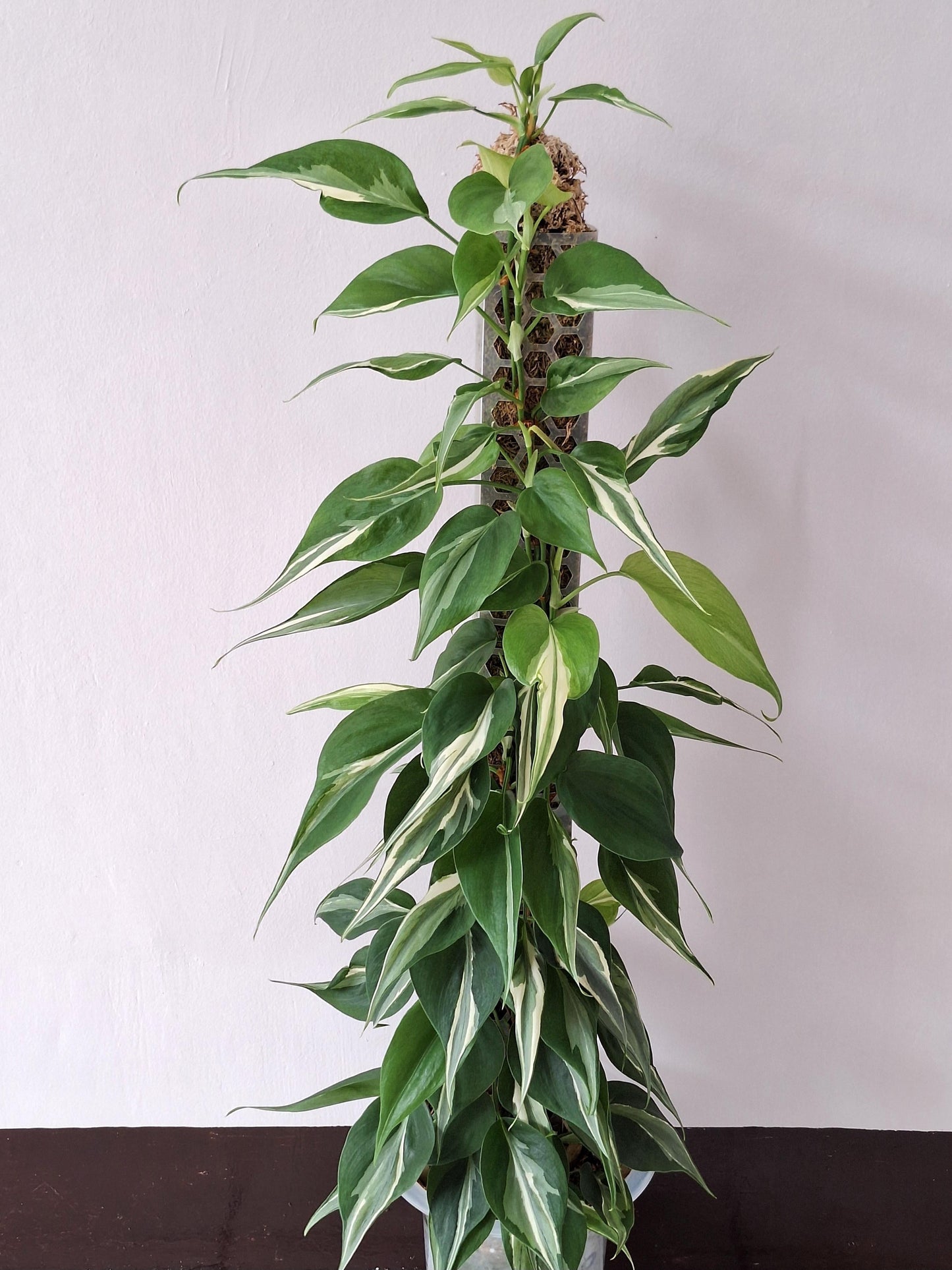 Philodendron 'rio' - View 15 from www redcrocus com