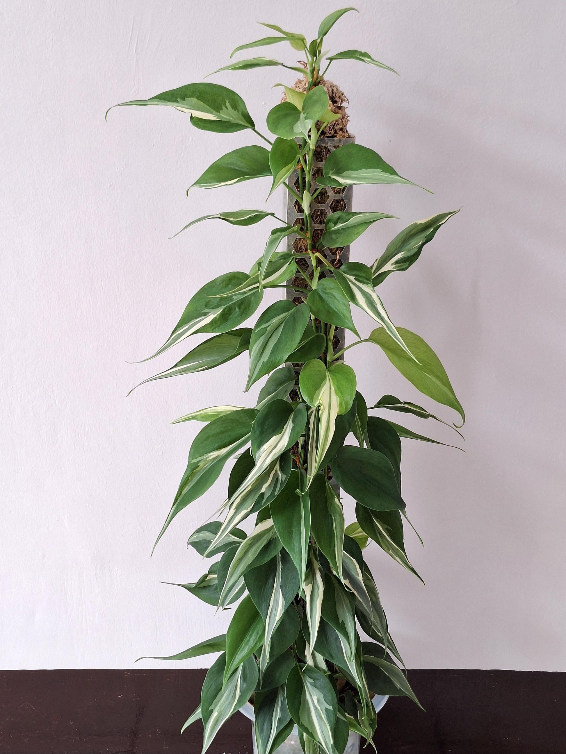 Philodendron 'rio' - View 15 from www redcrocus com