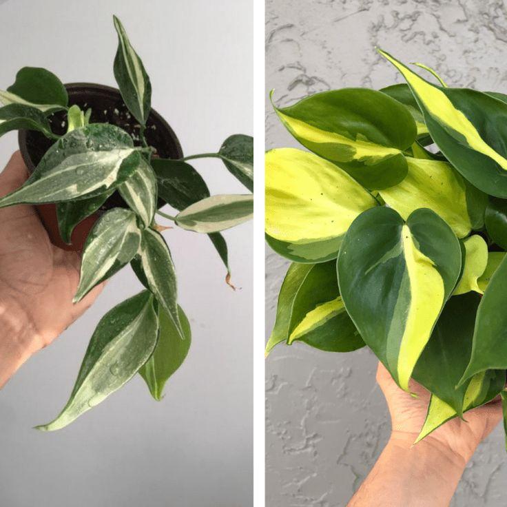 Philodendron 'rio' - View 16 from www redcrocus com