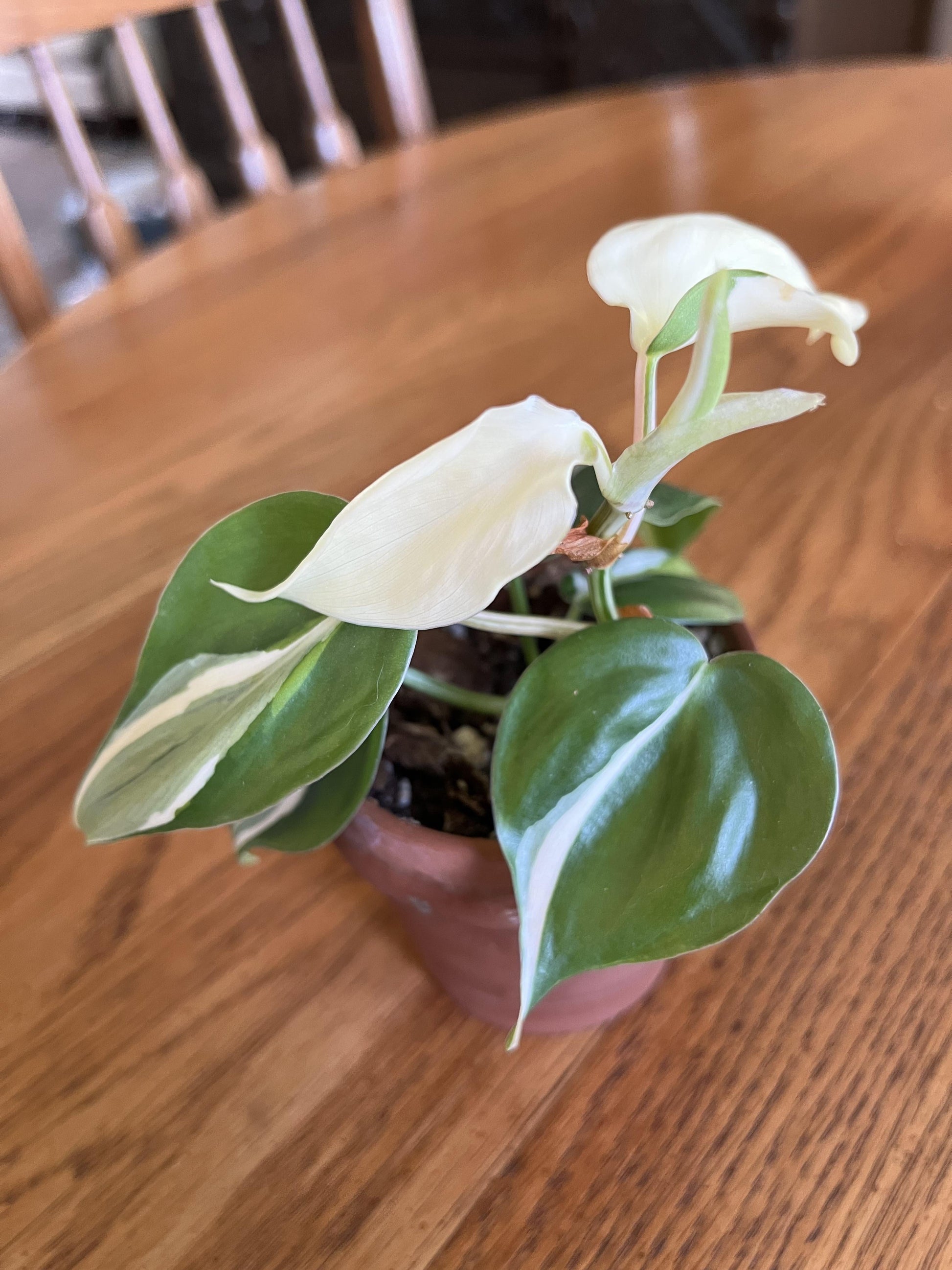 Philodendron 'rio' - View 18 from www redcrocus com