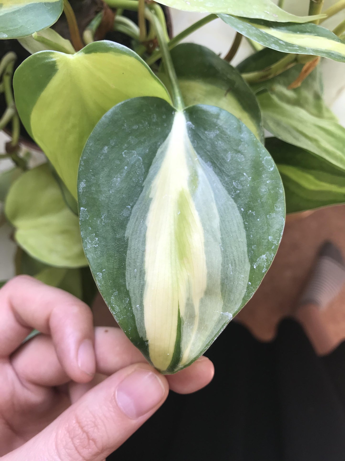 Philodendron 'rio' - View 20 from www redcrocus com