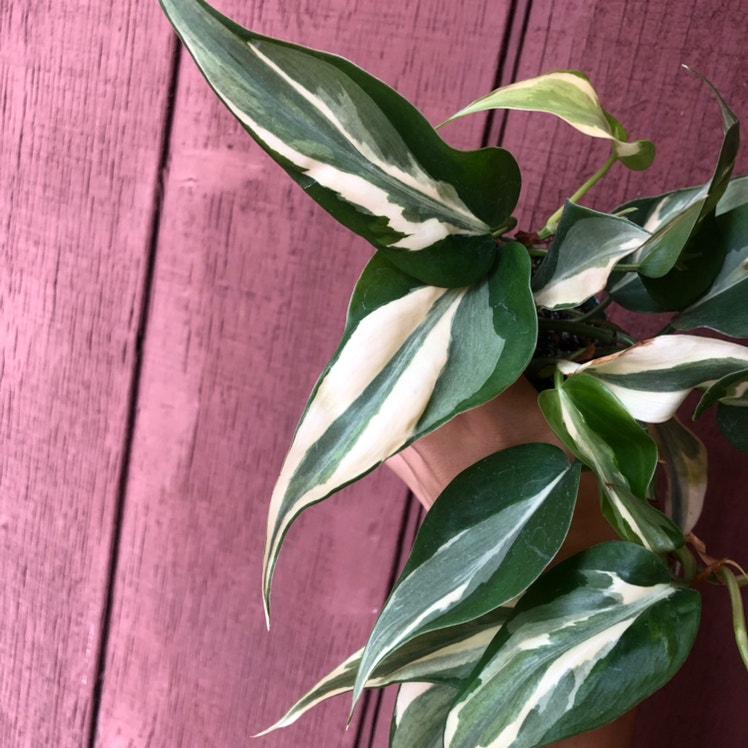 Philodendron 'rio' - View 21 from www redcrocus com