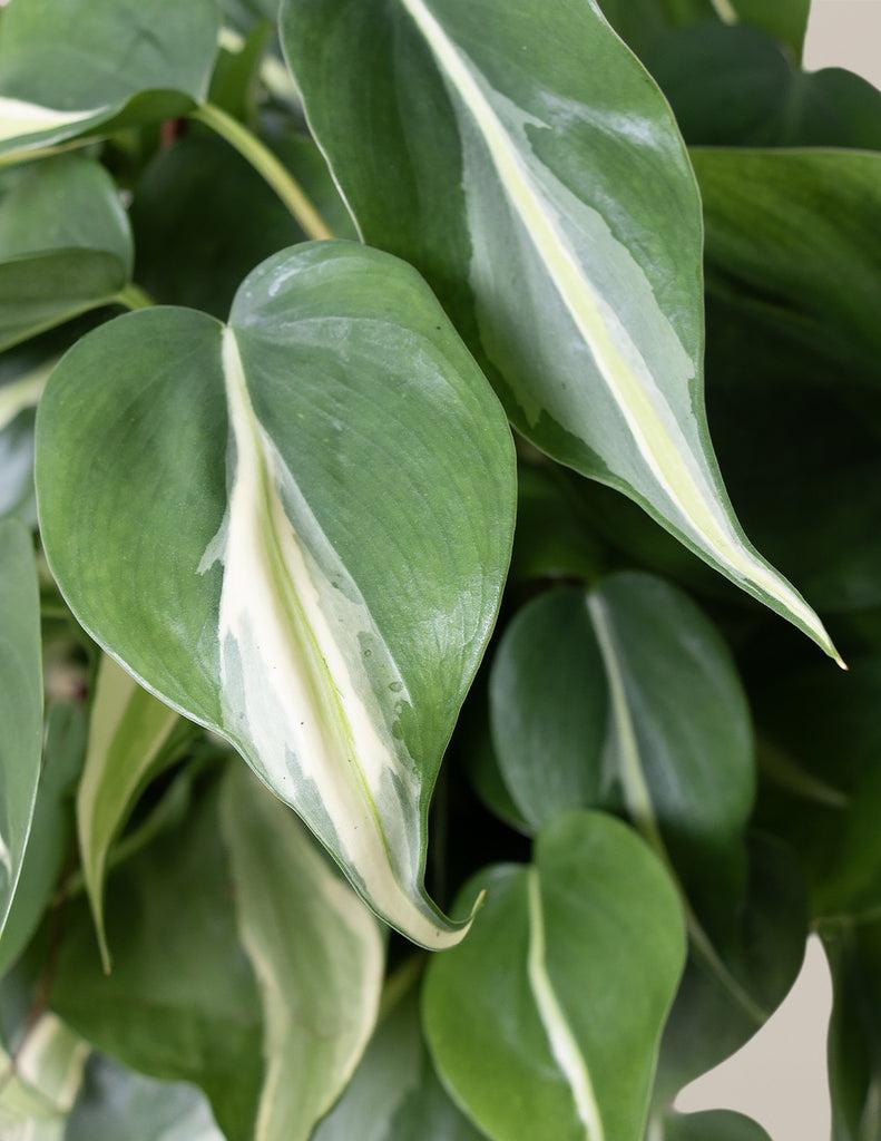 Philodendron 'rio' - View 24 from www redcrocus com