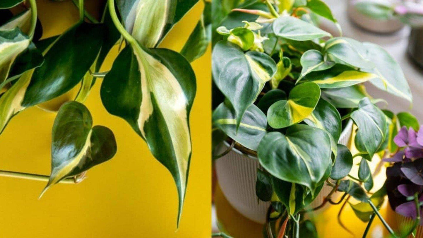 Philodendron 'rio' - View 26 from www redcrocus com