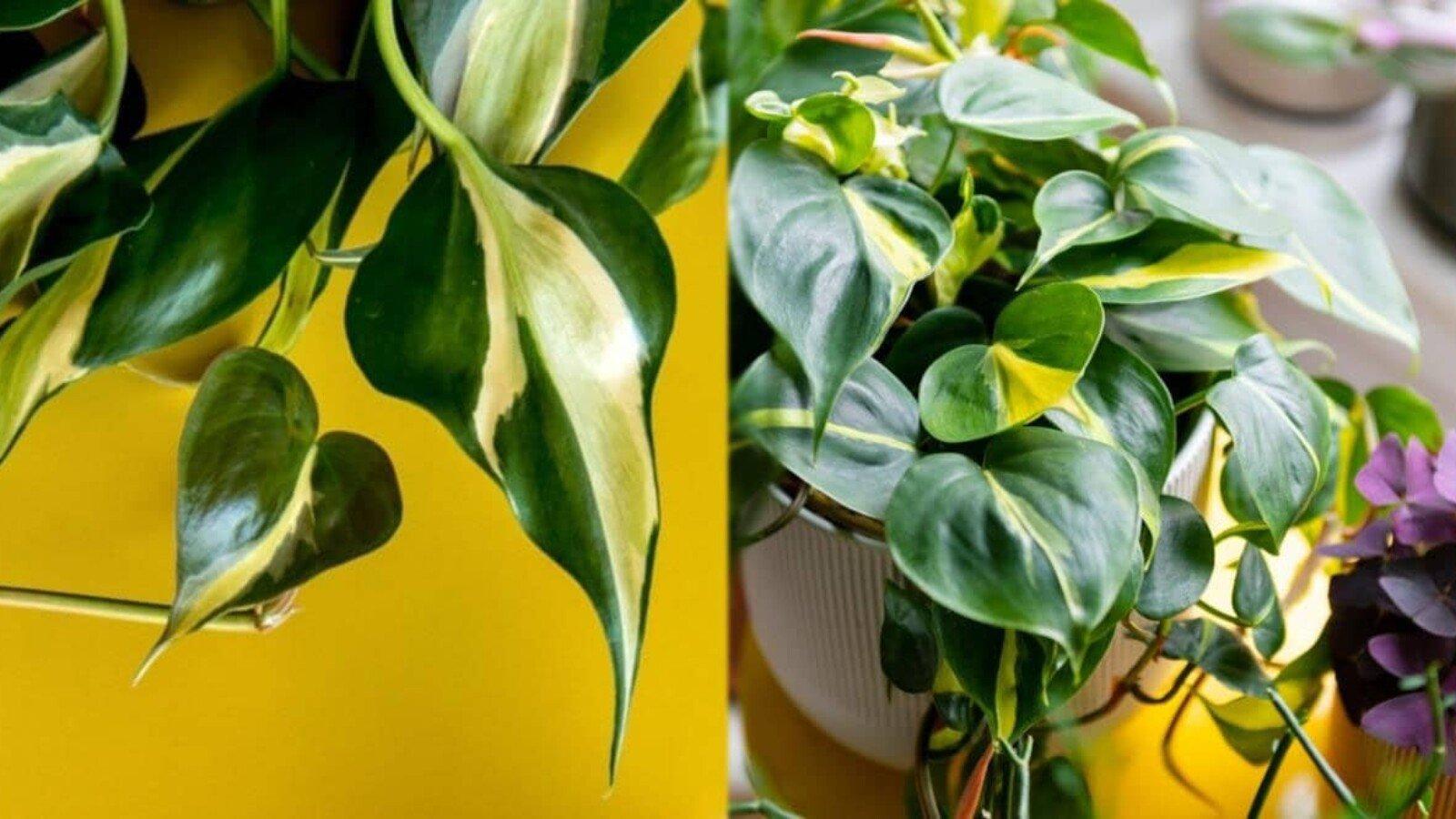 Philodendron 'rio' - View 26 from www redcrocus com