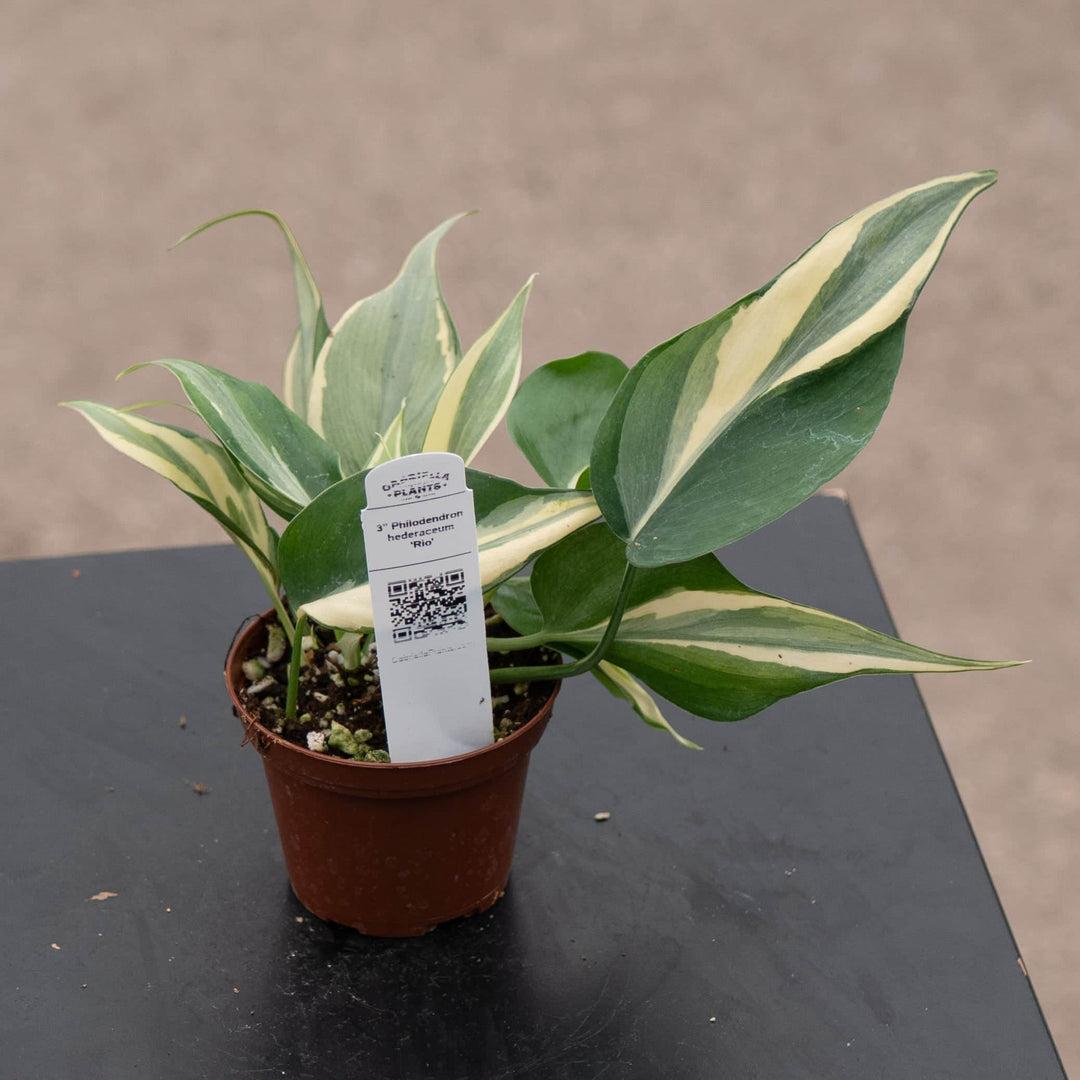 Philodendron 'rio' - View 28 from www redcrocus com