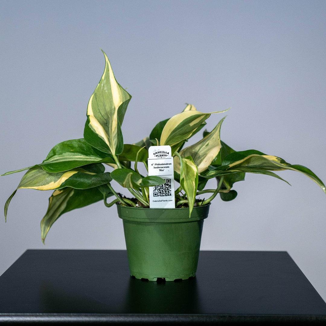 Philodendron 'rio' - View 2 from www redcrocus com