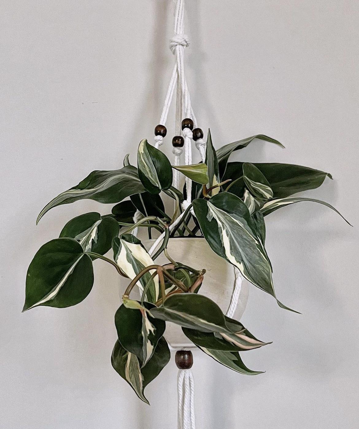 Philodendron 'rio' - View 30 from www redcrocus com