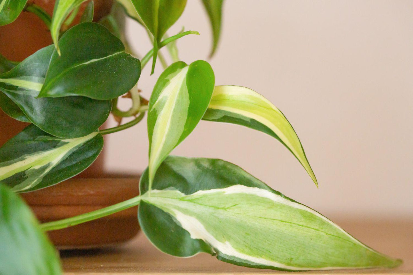 Philodendron 'rio' - View 31 from www redcrocus com