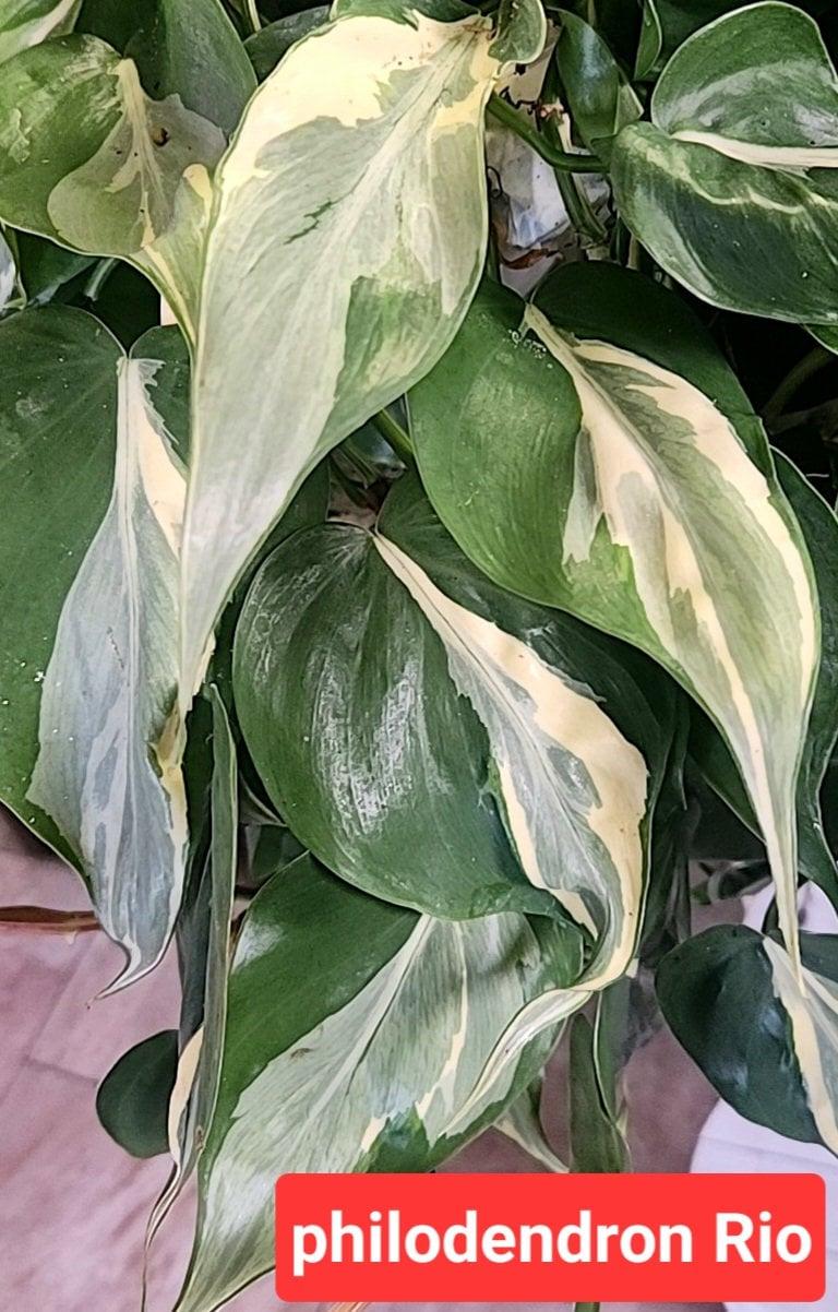 Philodendron 'rio' - View 3 from www redcrocus com
