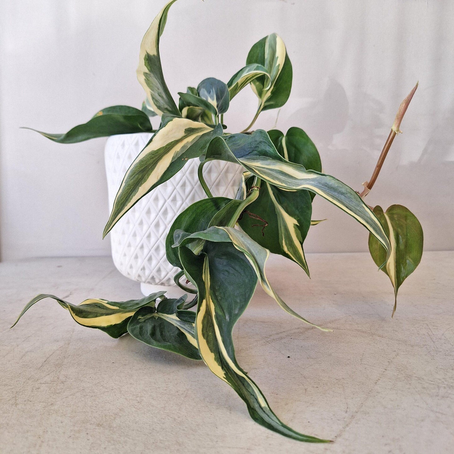 Philodendron 'rio' - View 5 from www redcrocus com