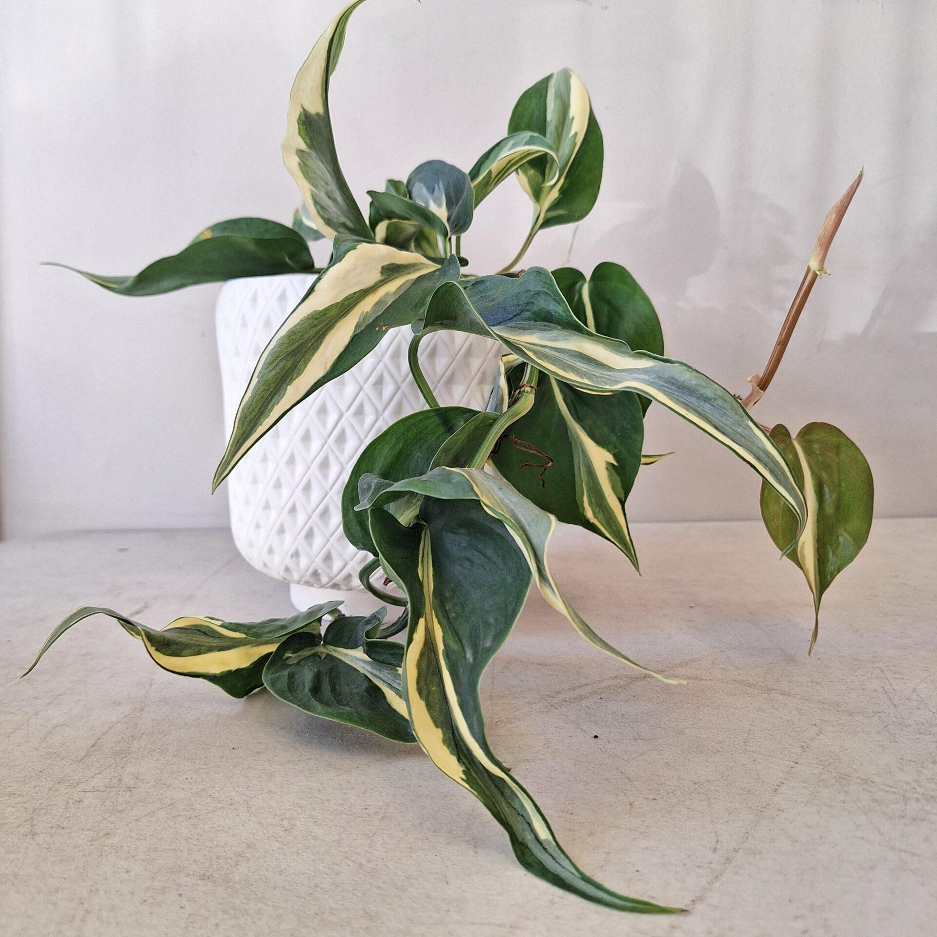 Philodendron 'rio' - View 5 from www redcrocus com