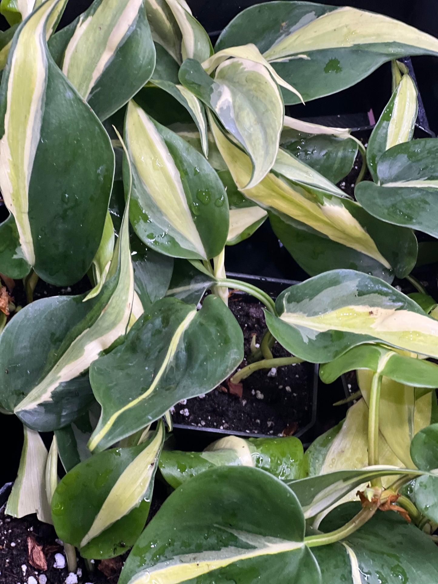 Philodendron 'rio' - View 6 from www redcrocus com