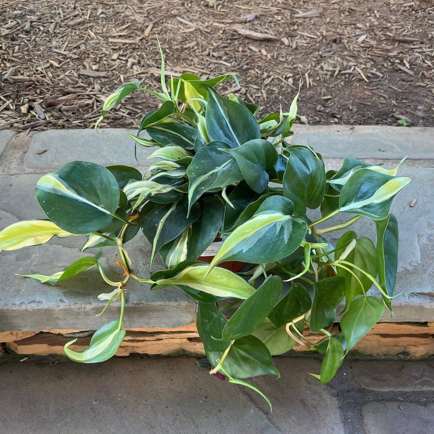 Philodendron 'rio' - View 7 from www redcrocus com