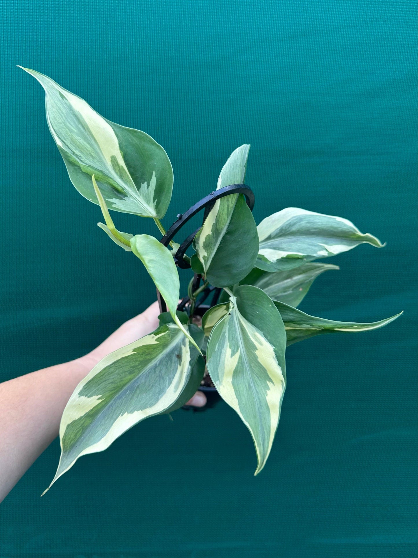 Philodendron 'rio' - View 8 from www redcrocus com