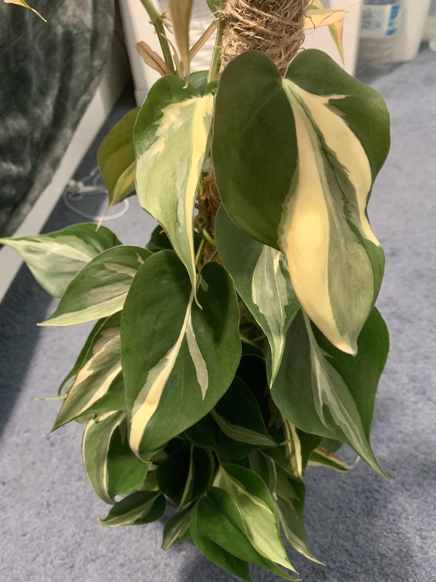 Philodendron 'rio' - View 9 from www redcrocus com