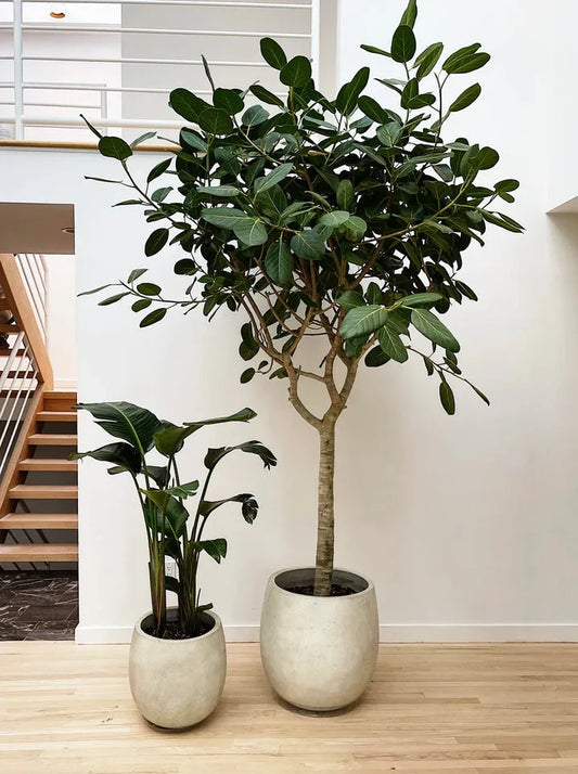 Ficus 'audrey', Standard - View 10 from www redcrocus com