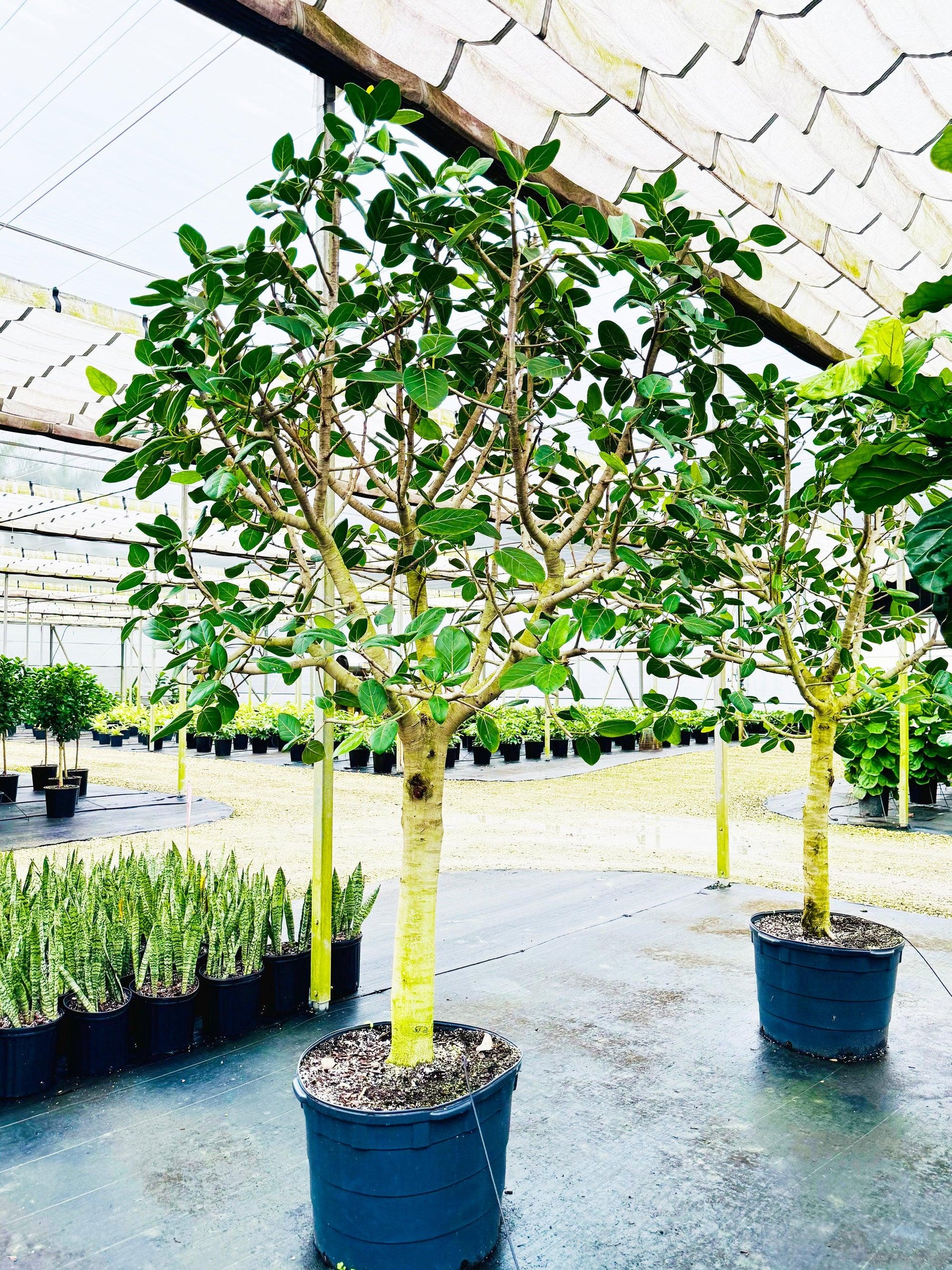 Ficus 'audrey', Standard - View 11 from www redcrocus com