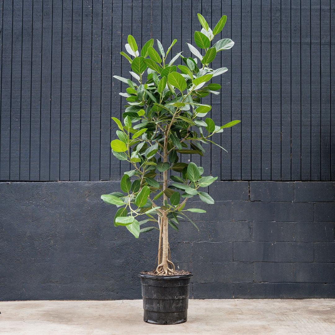 Ficus 'audrey', Standard - View 12 from www redcrocus com