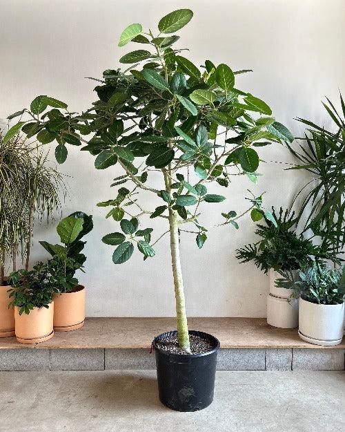 Ficus 'audrey', Standard - View 15 from www redcrocus com